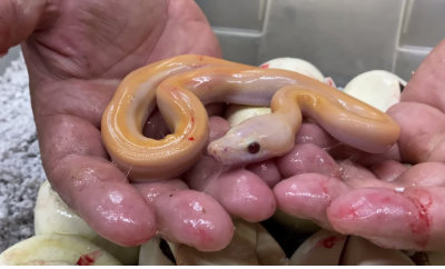 Newly hatched snake with ruby eyes