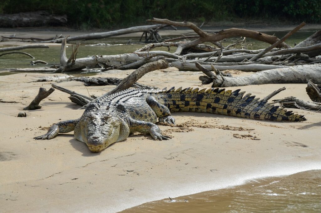 a saltwater crocodile resting on grass by water, showcasing the powerful build and textured scales characteristic of wild animals.