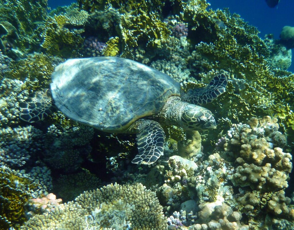 Sea turtles swimming above coral reefs in clear blue waters, showcasing the beauty of underwater wildlife.