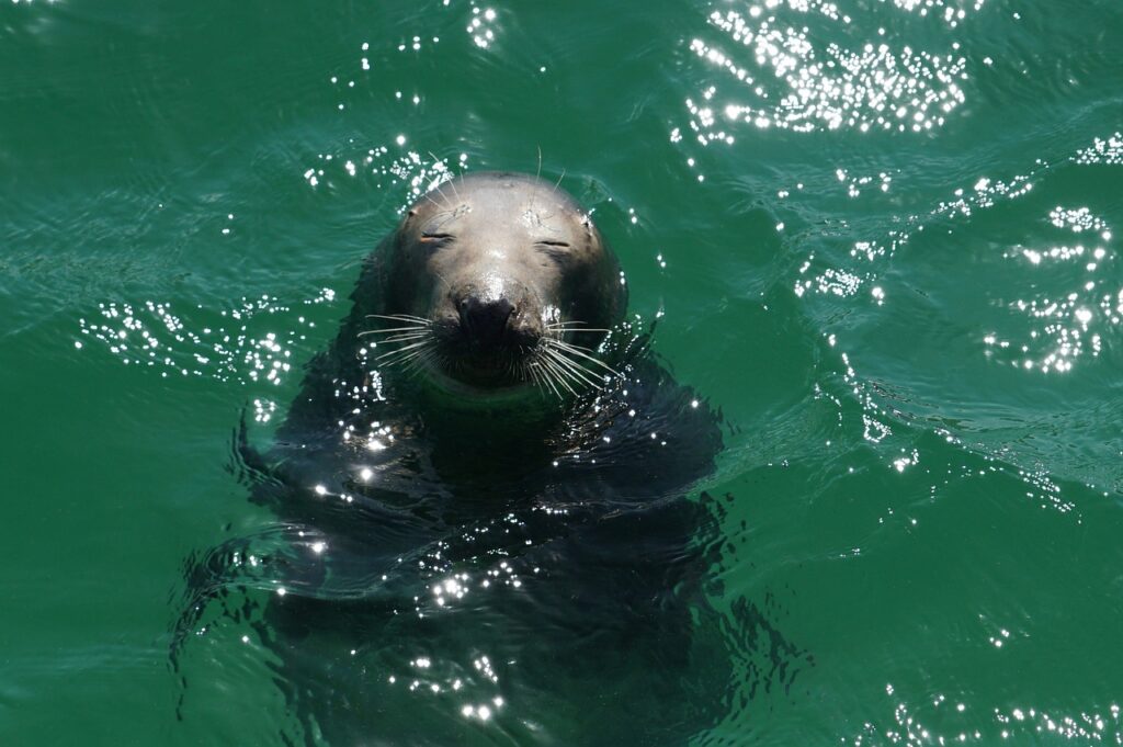 Seal with dark grey coat emerging from water, highlighted by sunlight.