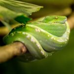 Pure Zambian Green African House Snake coiled on a branch in its natural habitat.