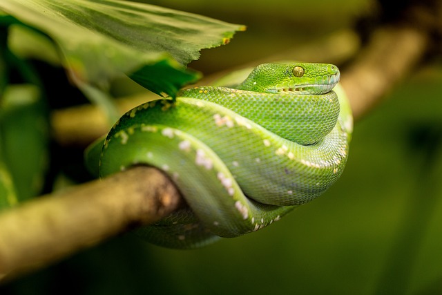 Pure Zambian Green African House Snake coiled on a branch in its natural habitat.