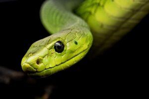 Witness the striking beauty of a Pure Zambian Green African House Snake