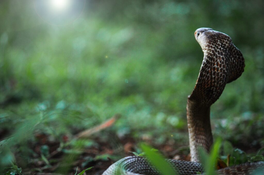 Image of a cobra snake with hood expanded in the wild, showcasing reptiles in their natural environment.