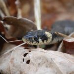 Close-up of a ruby snake camouflaged among dry leaves