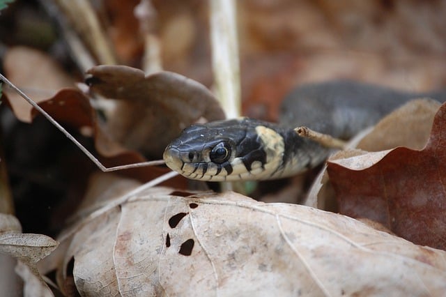 Close-up of a ruby snake camouflaged among dry leaves