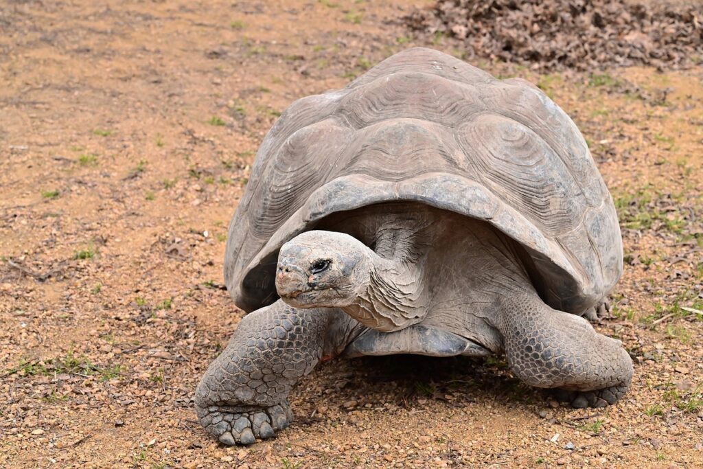 A desert tortoise, with its earth-toned shell, moves gracefully through the arid landscape, embodying the resilience of wild animals.