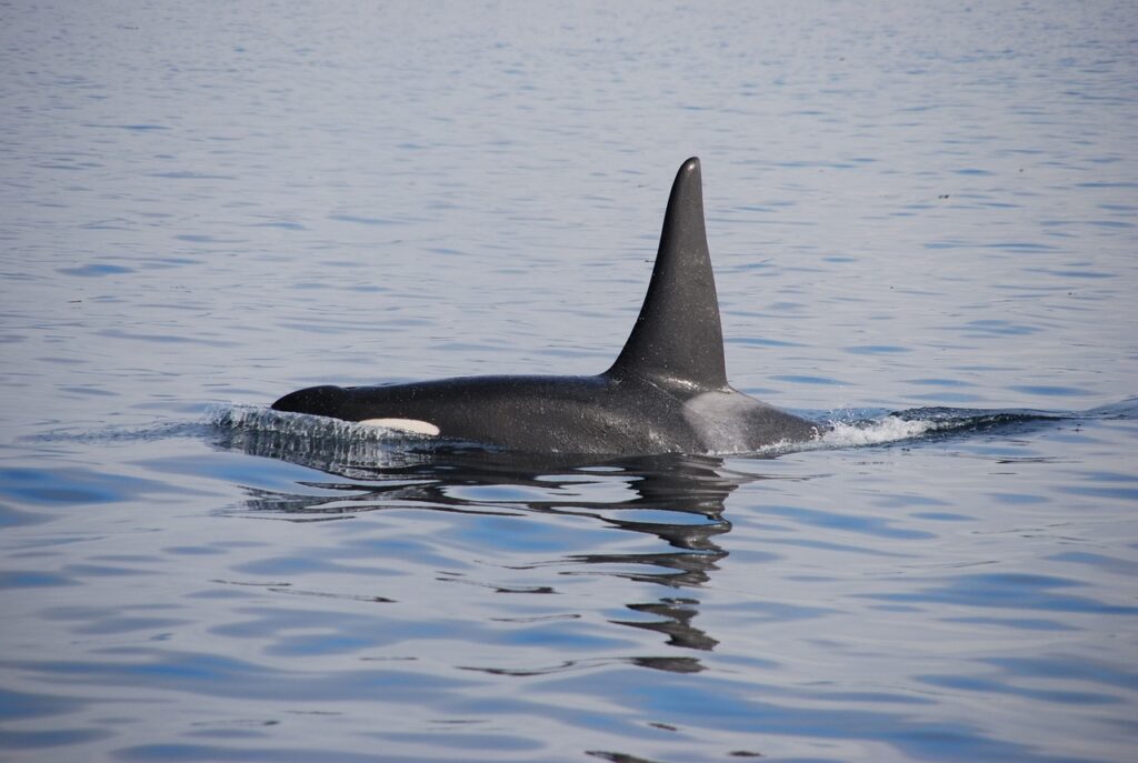 Orca whale swimming in calm ocean waters.