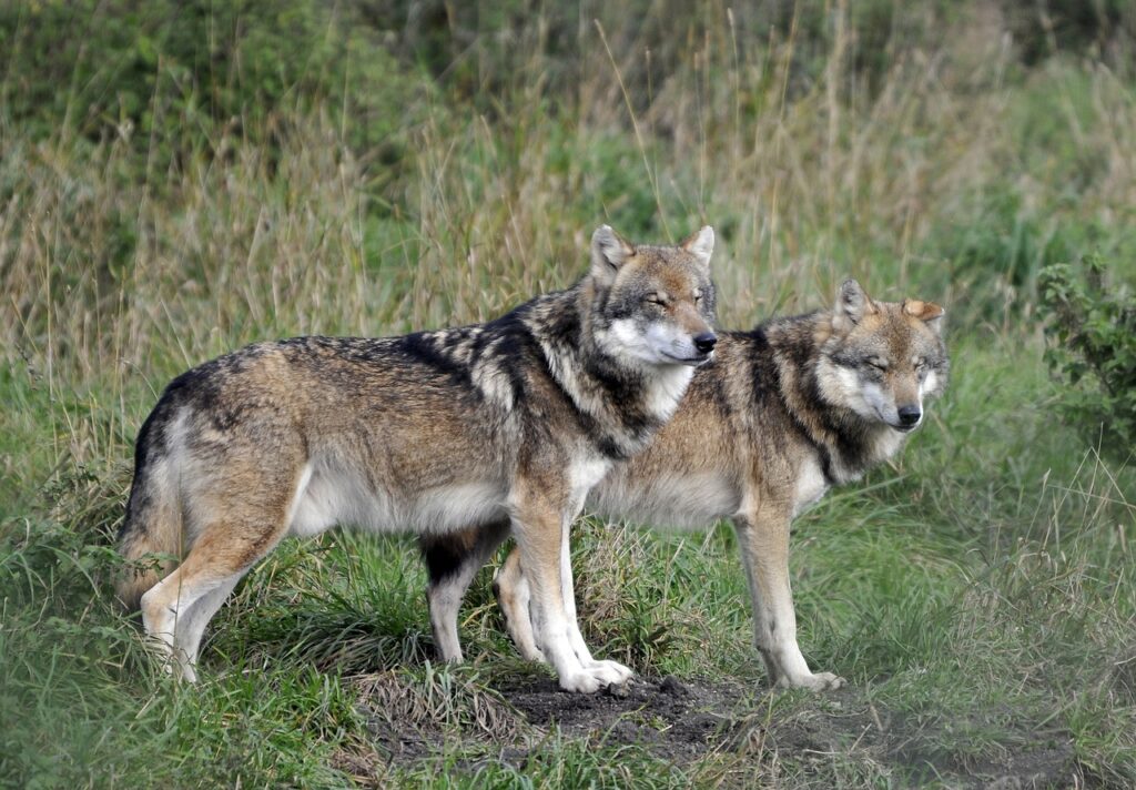 Two wild wolves with thick fur patterns stand alert in a lush green field.