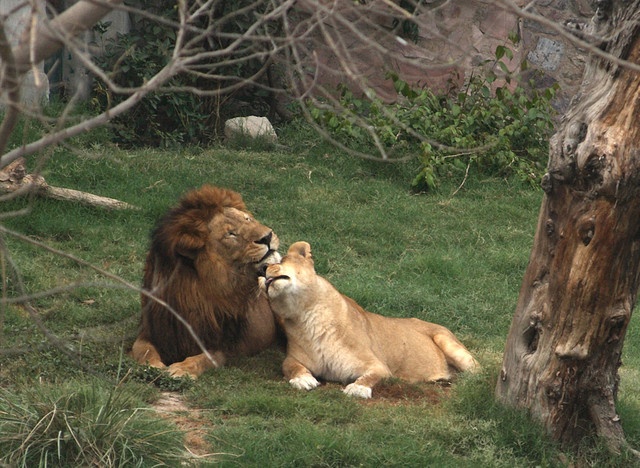 A lion and lioness relaxing in the enclosure at Lahore Zoo, sharing a tender moment on the grass.