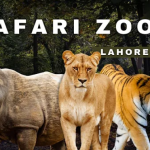 Lion, rhino, and tiger at Lahore Zoo Safari with a forest background